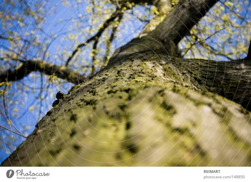 zwölf Baum Himmel Natur Ast blau grün Baumrinde Blatt Frühling