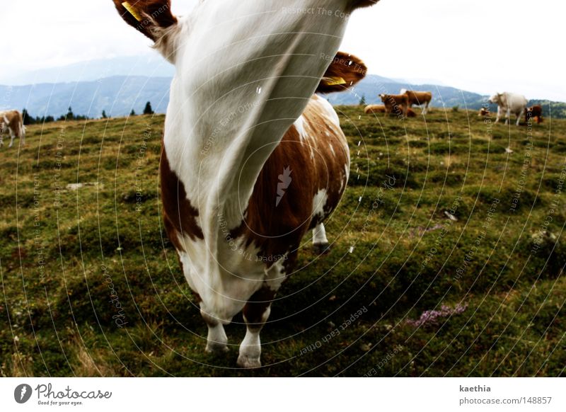 `nen schluck milch? Berge u. Gebirge Wiese Kuh Alm Österreich schwungvoll Weide Säugetier sabbern Gras grün Bayern Alpen Landschaft Himmel Nebel Wasser Schweiz