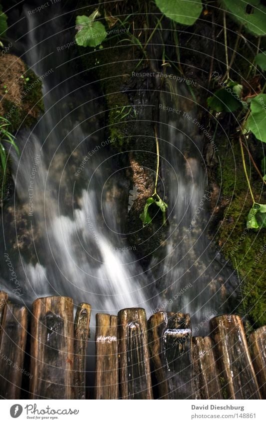 Natur pur Wasserfall Meteorologie Wetter Flüssigkeit nass fließen Bewegung Moos Strömung strömen Romantik Langzeitbelichtung hell dunkel grün gefroren Wald Baum