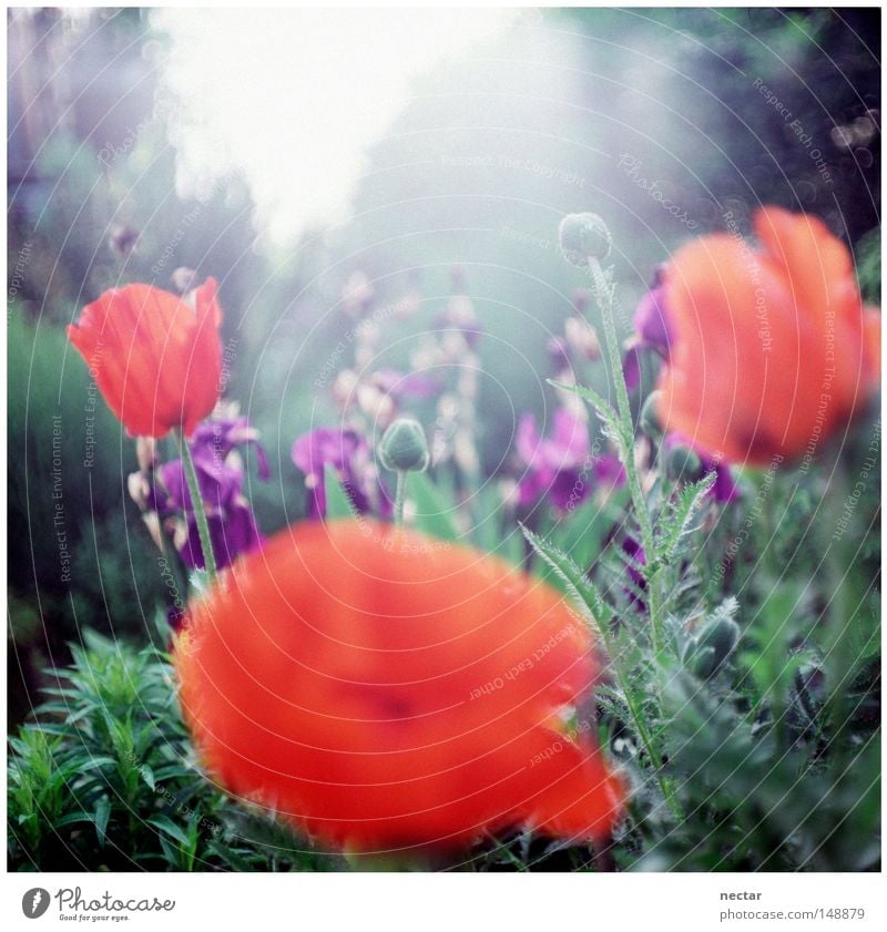 poppy Mohn rot violett Lilien Schwertlilie rosa blau grün Sommer Sonne Licht Beleuchtung Schönes Wetter Haus Fenster Garten Gartenbau Gärtner Ameise unten Blick