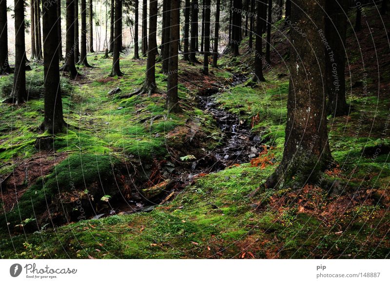 märchenwald Wald Baum Baumstamm Baumrinde Borkenkäfer Tanne Nadelwald Fichte Fichtenwald Schwarzwald dunkel Natur authentisch Moos Flechten feucht nass Bach