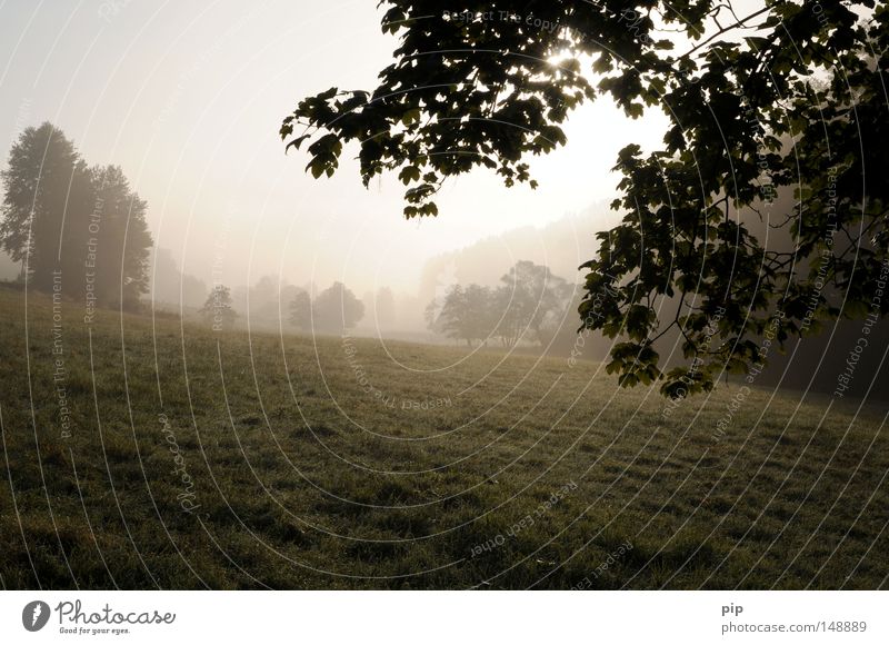 brodem Nebel Nebelschleier Smog Morgen Sonnenaufgang hell Wiese Gras Weide Baum Sträucher Ast Blatt Natur authentisch Landschaft Feld Frieden ruhig harmonisch