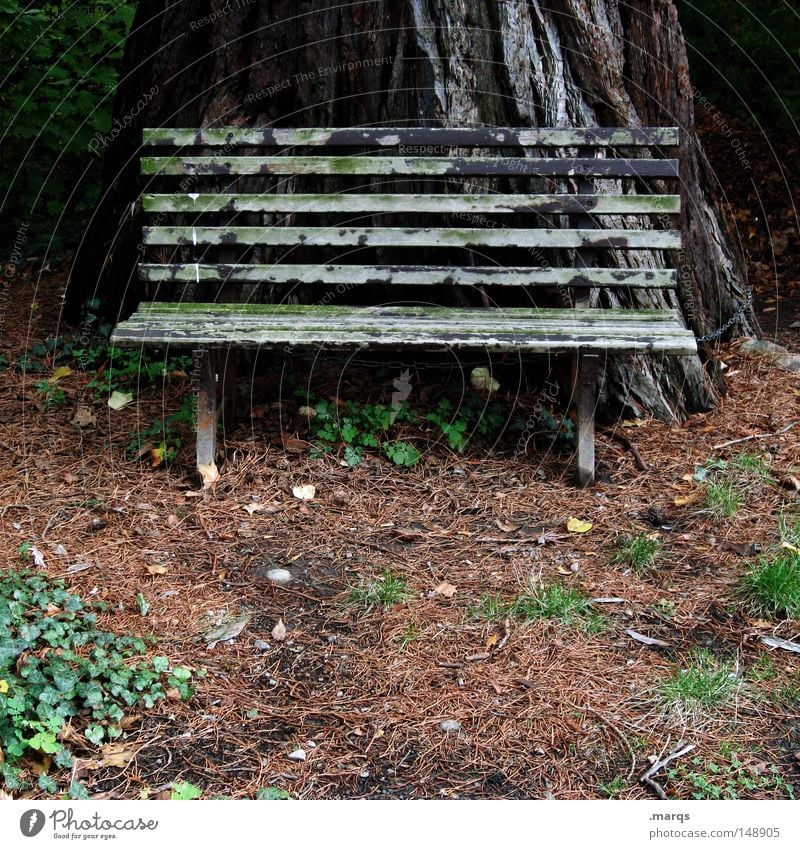 Die Bank ihres Vertrauens Farbfoto Gedeckte Farben Außenaufnahme Zentralperspektive Wirtschaft Kapitalwirtschaft Natur Herbst Park Wald Holz alt gebrauchen