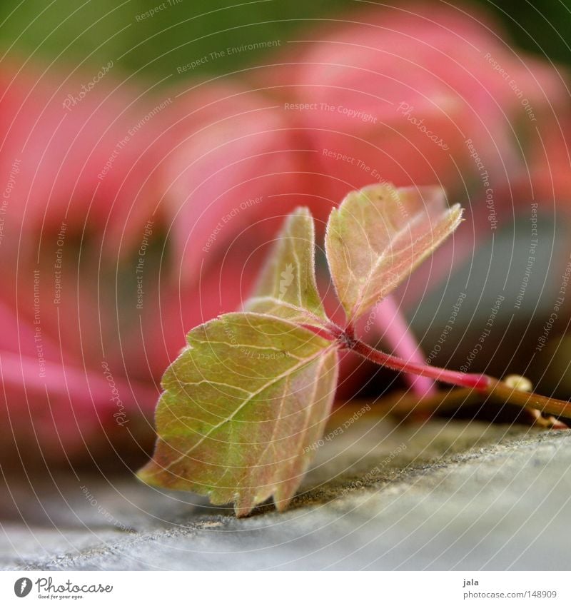 nachzögling Blatt Herbst rot grün Holz Wilder Wein Tiefenschärfe Detailaufnahme Pflanze Stengel Park Vergänglichkeit