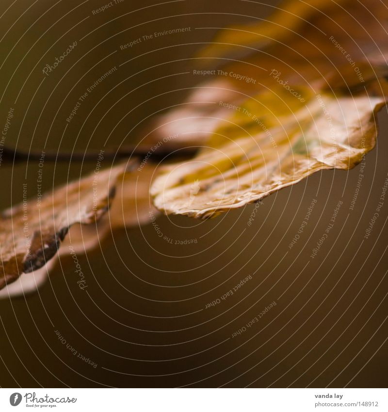 Blätter Blatt Herbst feucht Regen Buche Laubwald Ast Wassertropfen Tropfen braun Stimmung Natur Pflanze Baum Umwelt Oktober November Detailaufnahme