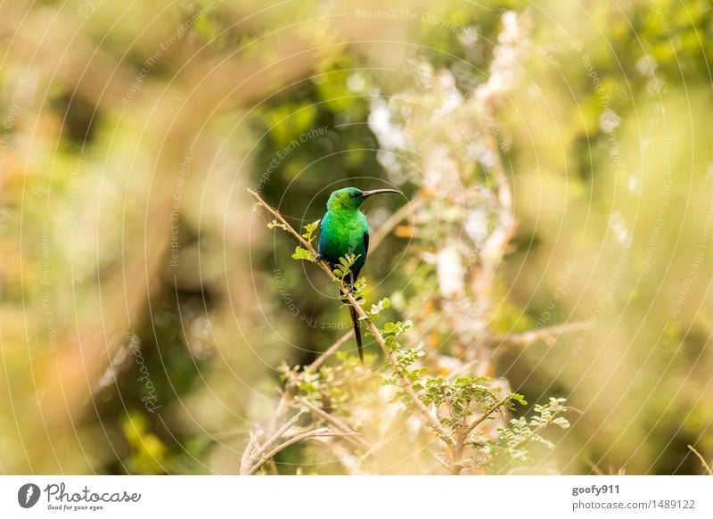 KOLIBRI Umwelt Natur Landschaft Sommer Schönes Wetter Baum Sträucher Grünpflanze Park Tier Wildtier Vogel Tiergesicht Flügel Zoo Kolibri 1 Holz