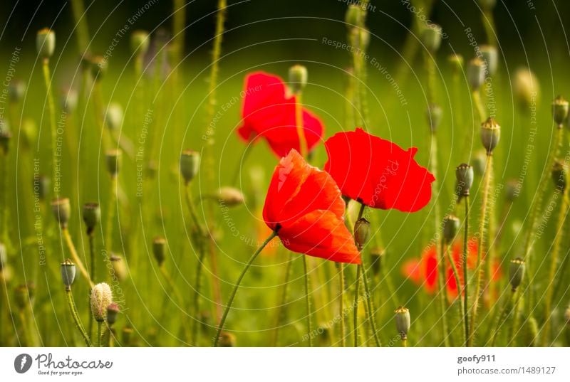 MOHNBLUME Umwelt Natur Landschaft Sonne Frühling Schönes Wetter Pflanze Gras Blatt Blüte Grünpflanze Mohn Garten Park Wiese Blühend entdecken hängen verblüht