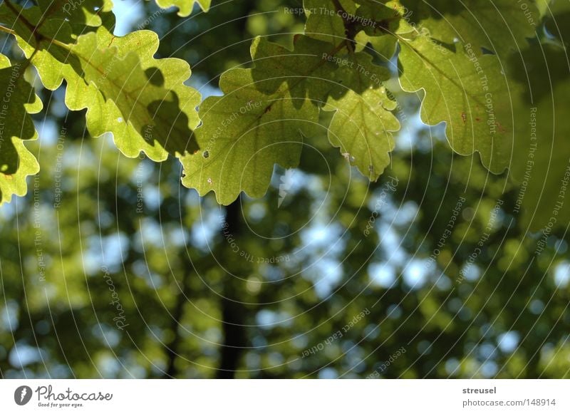 Sommerwald Glück Erholung ruhig Umwelt Natur Pflanze Schönes Wetter Baum Blatt Eiche Wald atmen genießen hängen träumen Wachstum frei frisch hell hoch blau grün