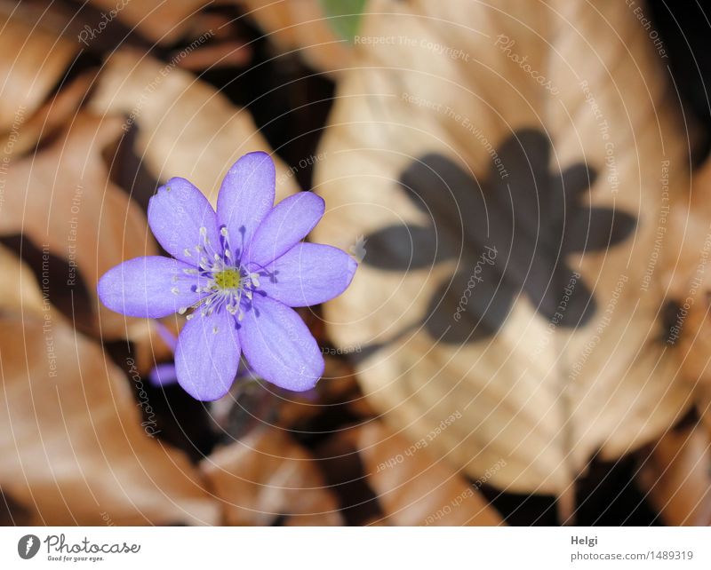 Frühlingsblümchen Umwelt Natur Pflanze Schönes Wetter Blume Blatt Blüte Wildpflanze Leberblümchen Wald Blühend dehydrieren Wachstum ästhetisch außergewöhnlich