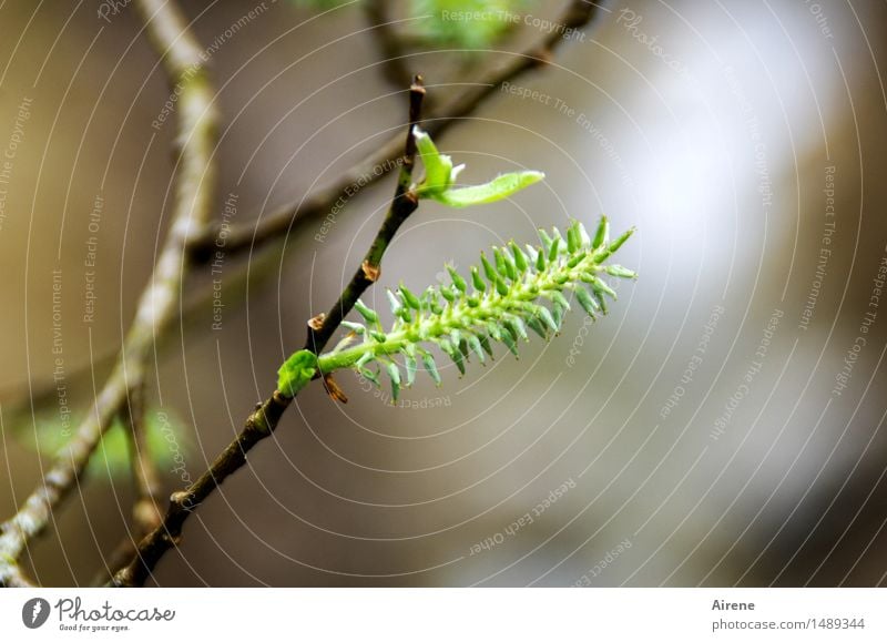 kratzbürstiges Kätzchen Frühling Pflanze Baum Sträucher Blatt Blüte Weide Weidenkätzchen Bürste frisch Spitze grün Frühlingsgefühle Hoffnung Energie Wachstum