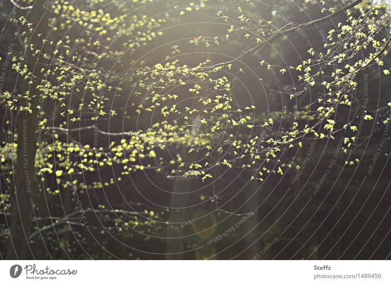 im Frühlingswald Waldbaden junge Triebe junge Blätter Lichtschimmer Lichtschein Lichtreflexe April Ostern Frühlingszweig Waldstimmung Lichteinfall lichtvoll