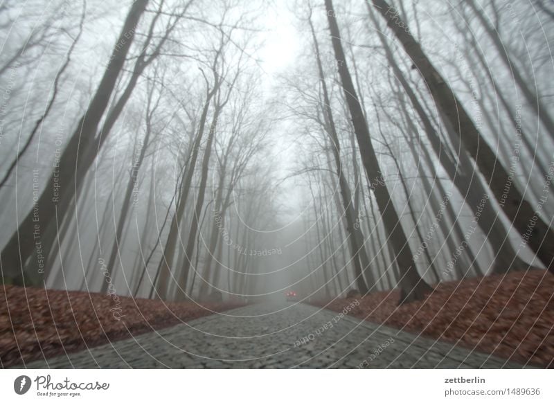 Straße Wald hoch Hochsitz Buche Buchenwald Natur Landschaft Baum Baumstamm Ast Zweig Winter Herbst Nebel Dunst Textfreiraum Menschenleer Himmel hell