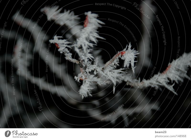 frozen Winter Schnee Raureif Natur Nacht kalt Baum Landschaft night