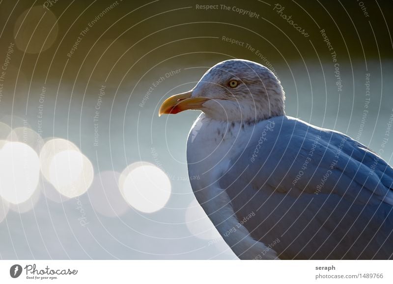 Silbermöwe Möwe Vogel Tier Möwenvögel Nordsee Tierporträt Flügel Auge Schnabel Greifvogel Feder Blick Wildtier Natur Schwache Tiefenschärfe Gegenlicht