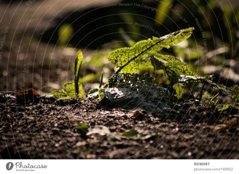 vierzehn Waldboden Sommer Natur grün Blatt aufwachen Wachstum klein