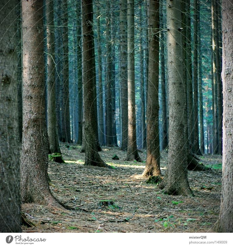 "Ikearegal von morgen" und "Warum Rotkäppchen keinen Sekt mag!" Baum Wald Waldboden Spaziergang Natur Forstwirtschaft Baumstamm dunkel Sächsische Schweiz