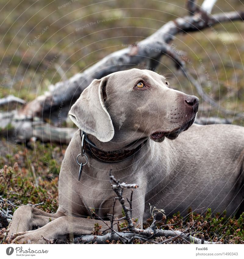 Tia ....für Nordreisender Ausflug Abenteuer Ferne Berge u. Gebirge wandern Natur Erde Sommer Baum Wildpflanze Flechten Tier Haustier Hund 1 Holz Metall Leder