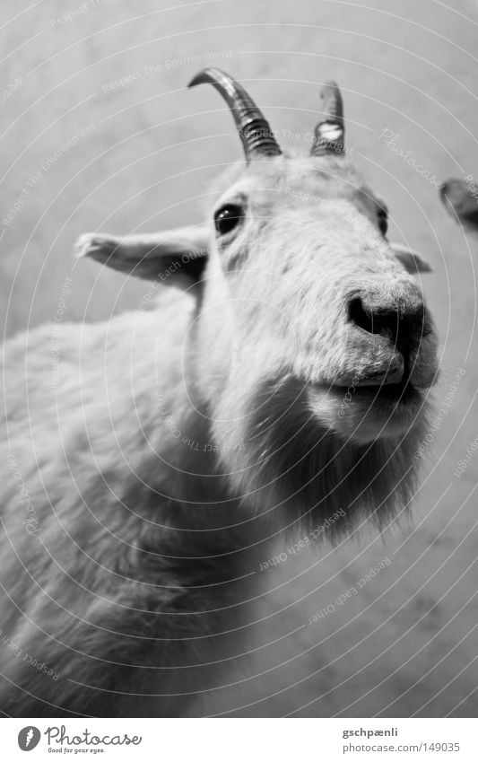 Kein Bock Schaf Tier Haustier weiß Fell Horn Nase dumm Ohr Nüstern Blick Tiergesicht Säugetier Fischauge blick in kamera schnautze