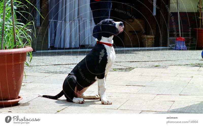 Doggenwelpe Afra Hund Welpe Spielen groß schwarz weiß Tier Haustier Züchter scheckig Ackerbau Zeimen Rassehund Reinrassig