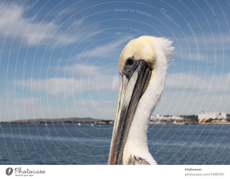 San Diego Pelikan Körper Ferien & Urlaub & Reisen Meer Fuß Umwelt Natur Tier Himmel Küste Stadt Skyline Hafen Gebäude Architektur Jachthafen Vogel stehen groß