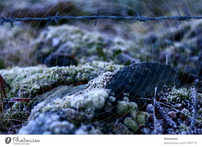 Barbed Wire Stacheldraht Eisen Zaun Frost kalt Boden gefroren Bergwiese stachelig Spitze Moos weich grün Stein feucht Sicherheit gefangen Garten Park Kuhzaun