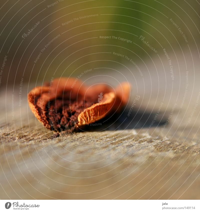 schwammerl Pilz Holz Natur Tiefenschärfe orange braun Makroaufnahme