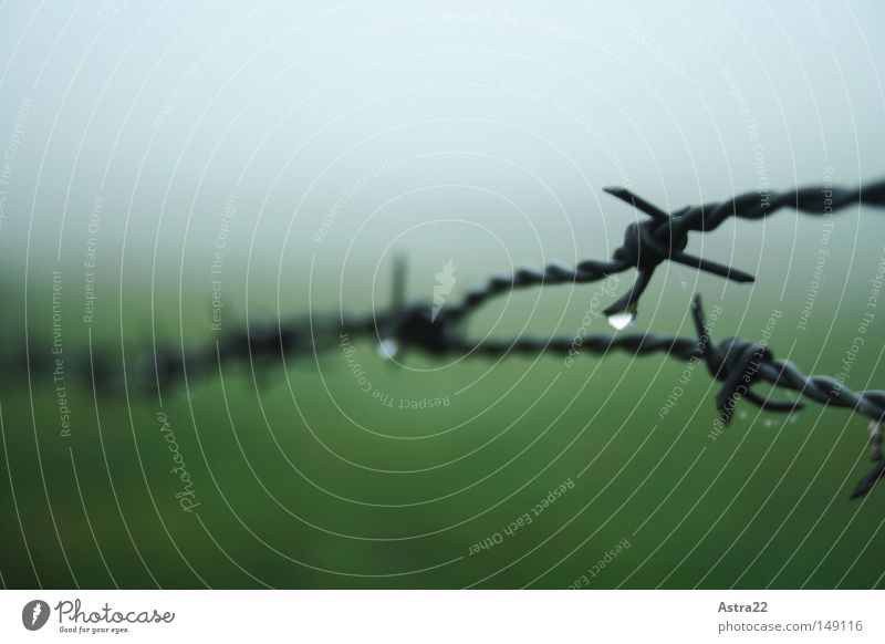 Winterstimmung Freiheit Wassertropfen Herbst Nebel Regen Wiese Feld Linie Tropfen nass stachelig grün Stacheldraht Draht Zaun Tau Grenze Weide stechen piecken