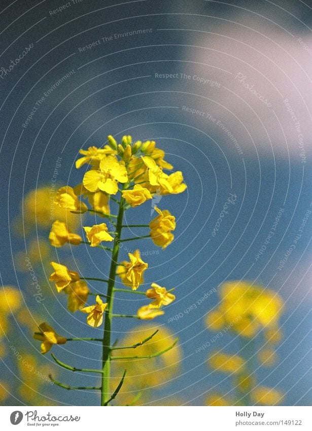 Raps, Raps, was hast du vor? Leben Sommer Natur Pflanze Himmel Wolken Blüte Nutzpflanze Feld Wachstum hoch blau gelb weiß Fröhlichkeit Lebensfreude