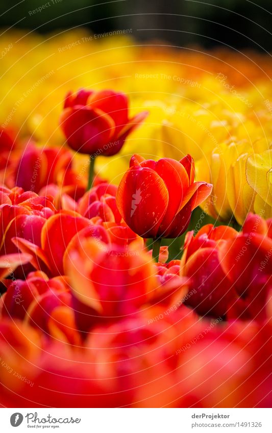 Zwei tanzen immer aus der Reihe Umwelt Natur Landschaft Pflanze Frühling Schönes Wetter Blume Garten Park Feld Gefühle Freude Lebensfreude Frühlingsgefühle