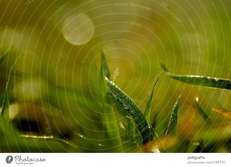 Gras grün Wiese Wassertropfen Tau nass Morgen Natur Wachstum Umwelt Pflanze frisch saftig Farbe