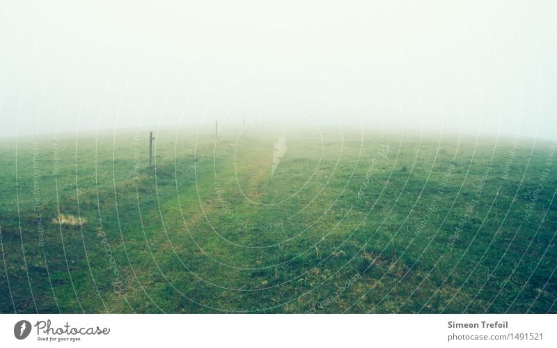 Weide im Nebel Abenteuer Natur Landschaft Herbst Gras Nutzpflanze Wiese Feld Fressen Wachstum wandern dunkel gruselig kalt braun gelb grün Müdigkeit Einsamkeit