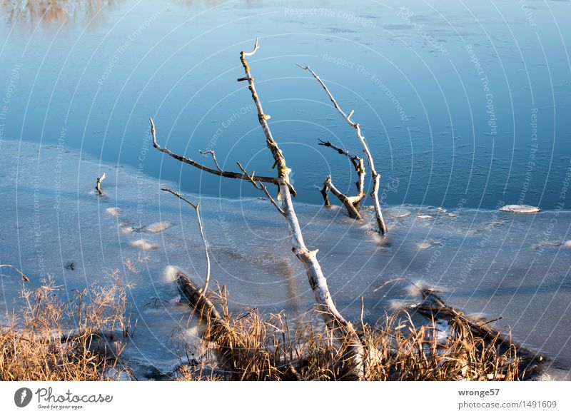 Im Eis gefangen Pflanze Wasser Winter Baum Sträucher Seeufer alt frisch kalt natürlich blau braun gelb Wasseroberfläche Eisschicht Ast Farbfoto mehrfarbig