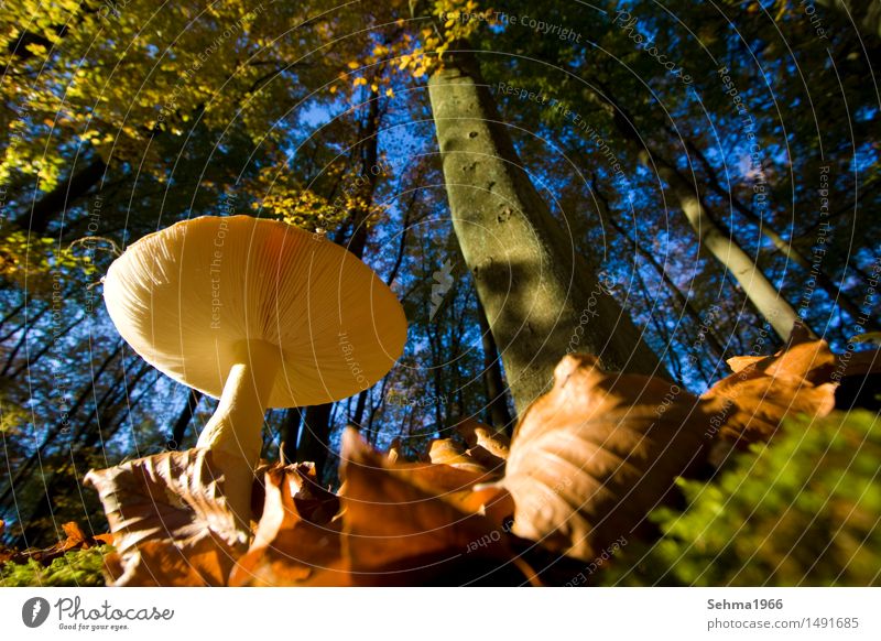 Pilz von unten, vom herbstllichen Wald umgeben Umwelt Natur Landschaft Tier Wolkenloser Himmel Herbst Schönes Wetter Pflanze Baum Gras Sträucher Moos Wiese blau