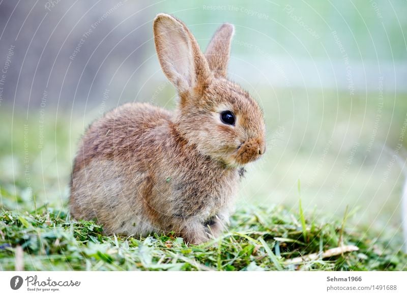 Hasen Umwelt Natur Pflanze Tier Frühling Gras Sträucher Garten Wiese Fell Haustier Hase & Kaninchen 1 Tierjunges Neugier weich Schutz Tierliebe Tele grüne Wiese