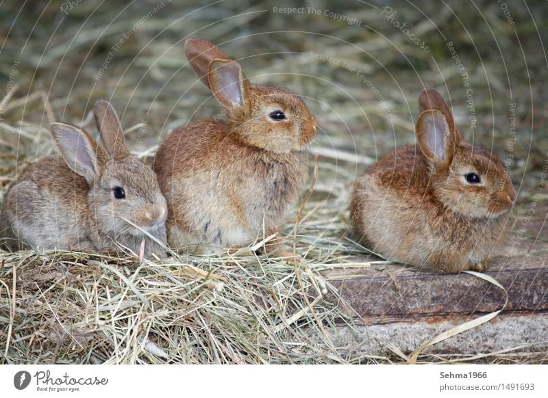 Hasen Geschwister Natur Pflanze Tier Garten Wiese Feld Fell Nutztier Tiergesicht Hase & Kaninchen 3 Tiergruppe Tierpaar Tierjunges Tierfamilie Neugier Sympathie