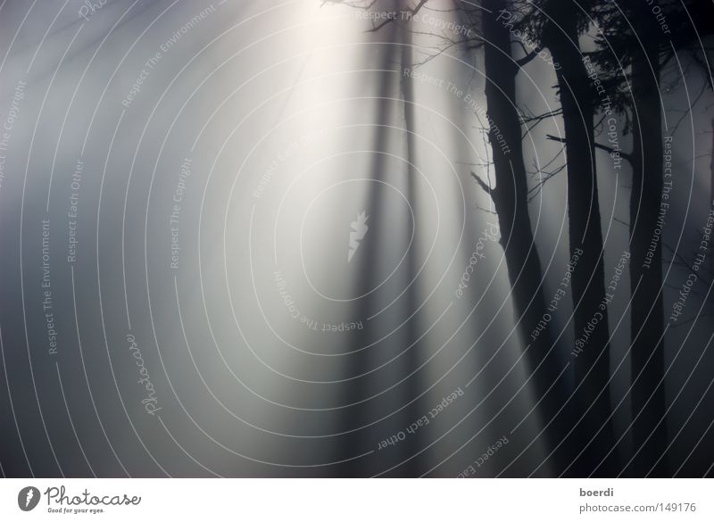 the mIst II Natur Landschaft Herbst schlechtes Wetter Nebel Baum Wald dunkel gruselig kalt trist grau schwarz mystisch aufregend feucht September Oktober