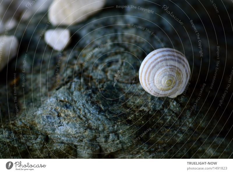 Auf steinigen Pfaden... Umwelt Natur Urelemente Erde Felsen Berge u. Gebirge Küste Strand Wüste Schnecke Stein Zeichen Ornament Spirale ästhetisch dunkel trist