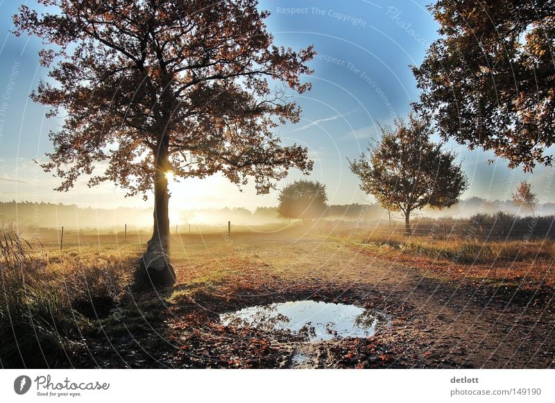 Frühes Erwachen Natur Heide Baum Sonne Himmel Sonnenaufgang Pfütze wandern Nebel Herbst Oktober November Spaziergang verfallen Ferne blau Morgen Wege & Pfade