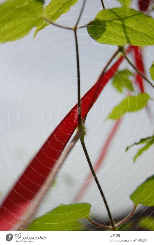 Der sprichwörtliche Rote Faden Leitfaden rot Kletterpflanzen Wachstum Himmel aufsteigen Erfolg Zukunft grün Blatt Pflanze verbinden leicht zart