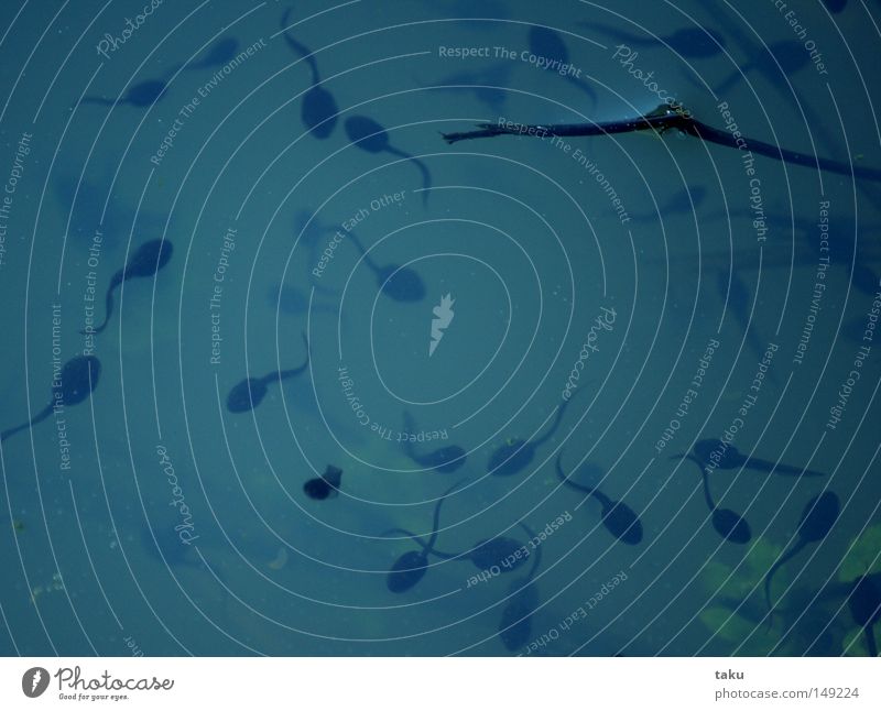 ÜBERLEBENSKÜNSTLER I Leben Überleben Überlebenskampf Kaulquappe Larve Froschlurche mehrere Teich Wasser Unterwasseraufnahme Entwicklung Metamorphose Froschlaich