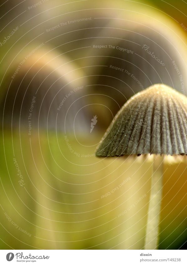 Gesäter Tintling (Coprinus disseminatus) #2 Natur Pilz Blätterpilz Pilzhut Sporen Lamelle Waldboden Falte Makroaufnahme Nahaufnahme klein Umwelt Lebewesen