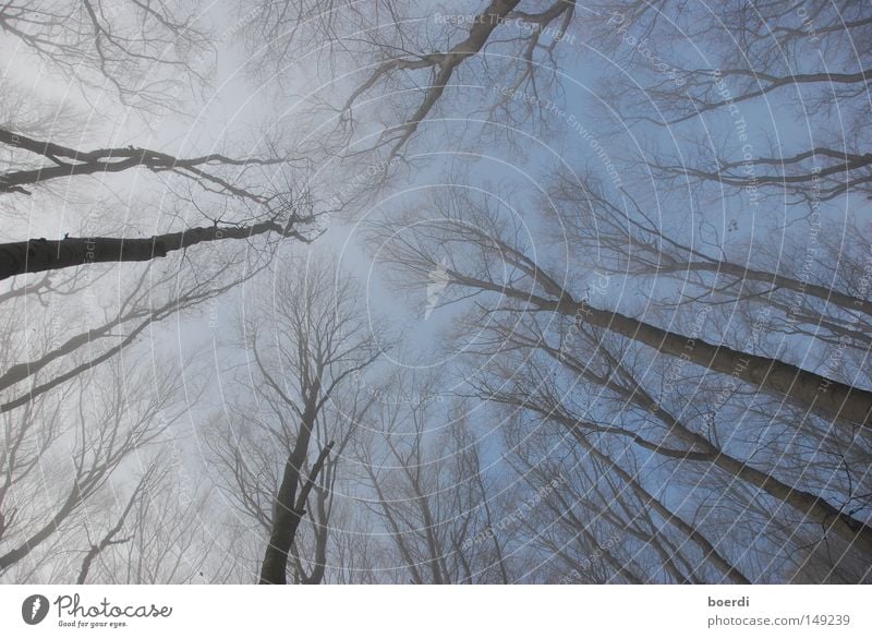 bAumkreuz Baum Wald Froschperspektive unten Himmel Kreuz Christliches Kreuz blau oben aufwärts mystisch Hexe Zauberei u. Magie Nebel Herbst September Oktober