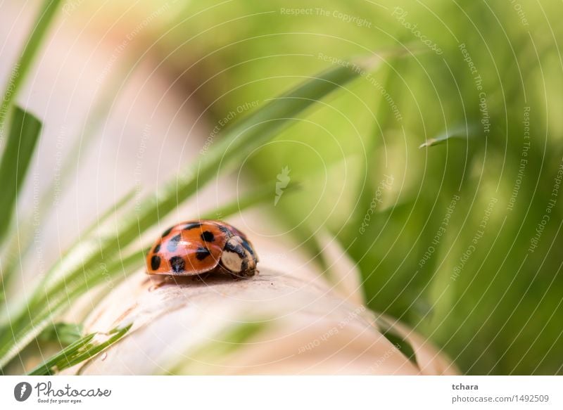 Marienkäfer Tier Garten Wildtier Käfer 1 laufen klein wild grün orange rot Farbfoto Nahaufnahme Makroaufnahme Textfreiraum rechts Schwache Tiefenschärfe