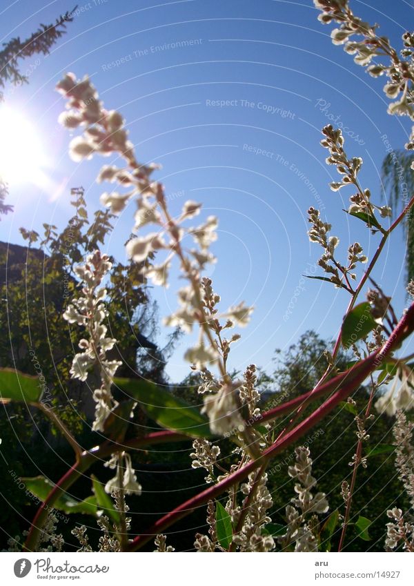 Blick zur Sonne Blume Detailaufnahme Wind Blühend Natur