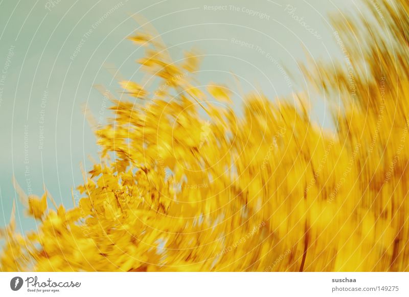 apfelstrudel Baum Blatt gelb Himmel Wirbelsturm Wasserwirbel Bewegungsunschärfe Unschärfe abstrakt rund Herbst Jahreszeiten Lomografie Vergänglichkeit