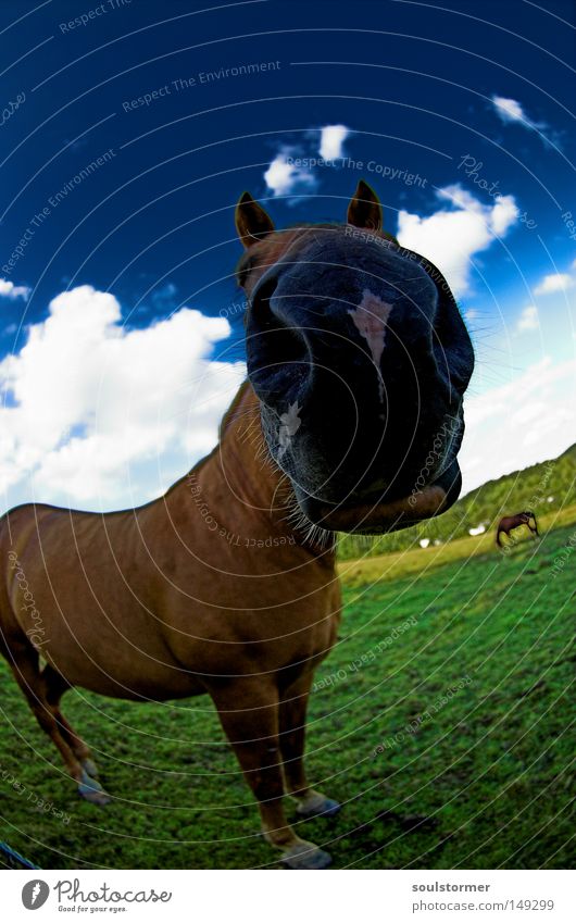 Das ist Tom... Pferd Island Ponys Wiese Isländer Weide Fressen Himmel Gras grün Wolken Fischauge Weitwinkel Ferne Natur Tierpaar Hass schwarz braun Sommer 2