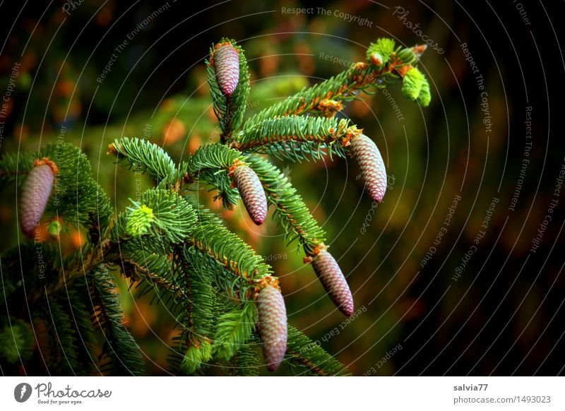 Zapfen(st)reich Umwelt Natur Pflanze Frühling Sommer Baum Tonabnehmer Zweige u. Äste Fichte Wald oben braun grün ruhig gleich Hoffnung Wachstum Samen Frucht