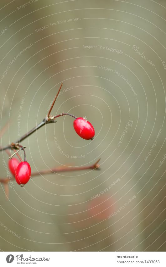 red dots Umwelt Natur Pflanze Herbst Winter Sträucher Blatt Grünpflanze Wildpflanze Hagebutten alt dünn authentisch einfach kalt natürlich rund Spitze stachelig