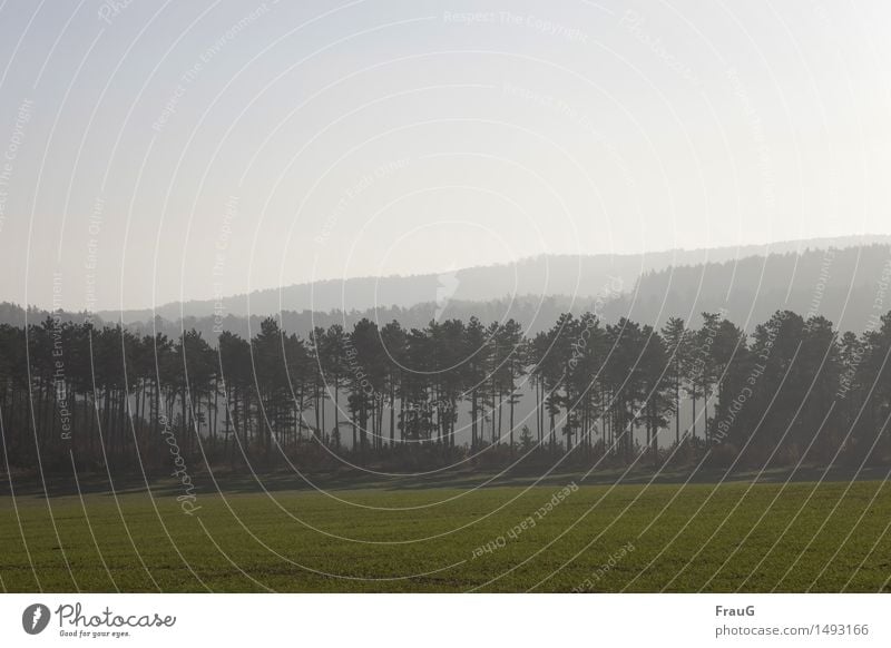 Der Wald steht schwarz und schweiget... Natur Landschaft Himmel Herbst Baum Menschenleer stehen Umwelt Feld Kiefer Nadelbaum Nebel Schatten aufgereiht Farbfoto