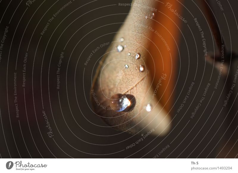 Tropfen Natur Pflanze Herbst Winter Regen Blatt ästhetisch authentisch einfach elegant nass natürlich braun Gelassenheit geduldig ruhig einzigartig harmonisch